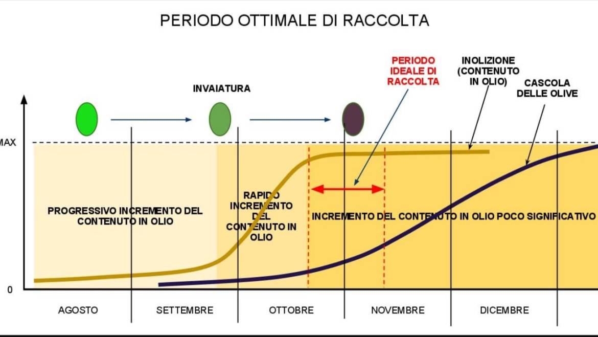 EFFET DE LA MATURITÉ DES FRUITS D’OLIVE