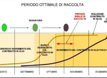 EFFET DE LA MATURITÉ DES FRUITS D’OLIVE