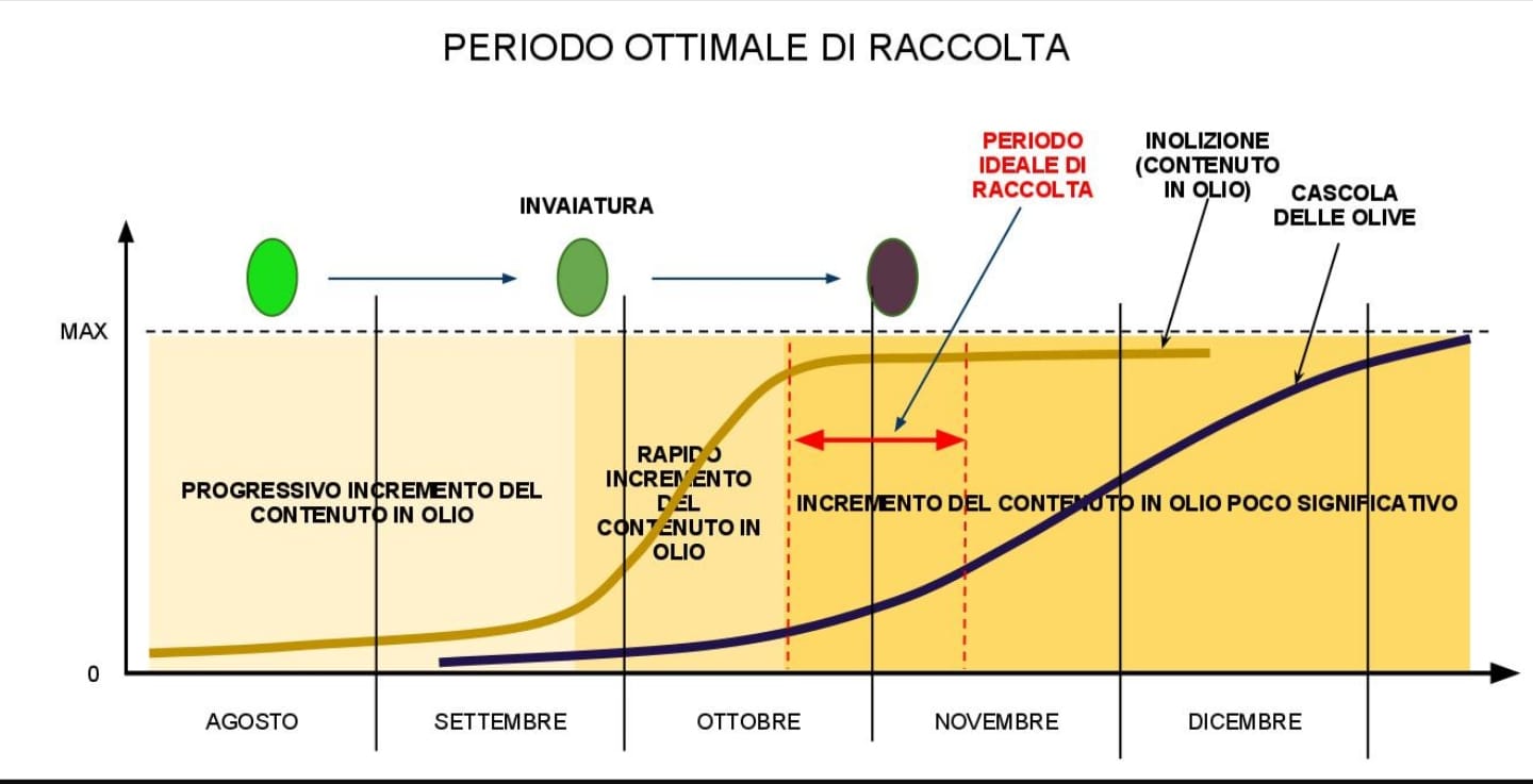 EFFECT OF OLIVE FRUIT MATURITY