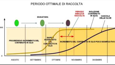 EFFETTO DELLA MATURITÀ DELLA OLIVA